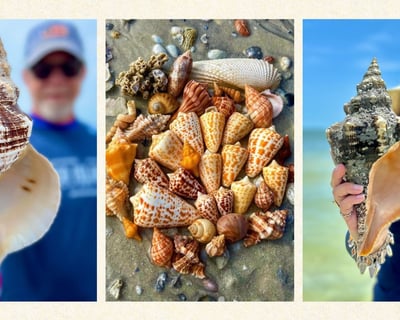 Guided Shelling Tour in Ten Thousand Islands