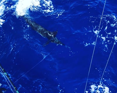 Blue Marlin Fishing Charter in Cabo Rojo