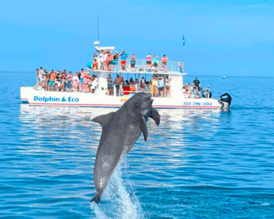 Morning Dolphin Watching & Snorkel Cruise In Key West