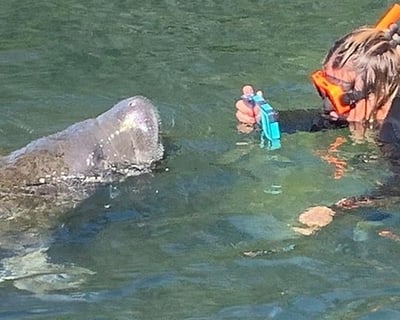 Manatee Galore Shared Boat Tour In Homosassa Springs