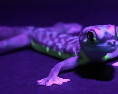 After-Hours Blacklight Gecko Tour in Brooklyn