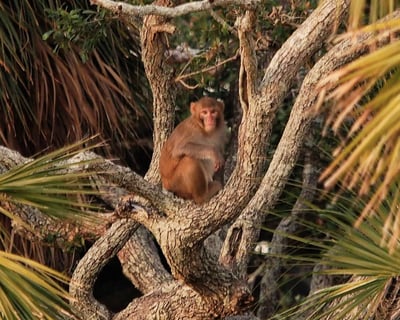 A.C.E. Basin & Monkey Island Tour