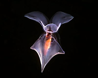 Kailua-Kona Black Water Night Dive