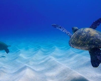 2-Hour North Shore Oahu Sea Turtle Tour