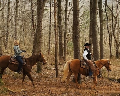 1-Hour Guided Horseback Ride at Devils Backbone Brewery