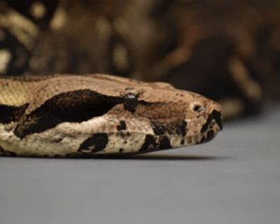 Private Reptile Meet & Greet at Downtown Aquarium