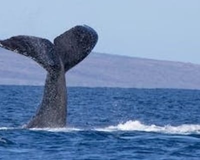 Kihei Humpback Whale Watch Tour