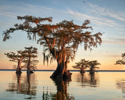 Fall Cypress Swamps Photo Excursion