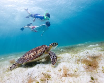 Snorkel Turtle Canyon From Waikiki