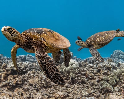 Wailuku Turtle Snorkel & Taco Cruise