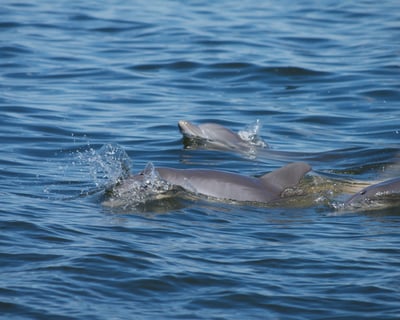 2-Hour Dolphin Watch Cruise in Manteo