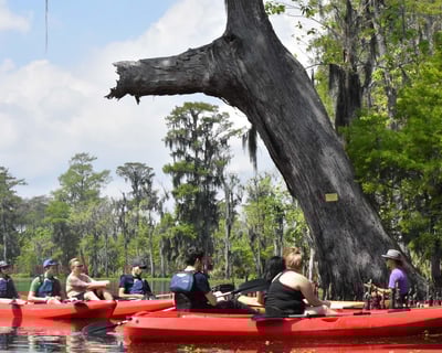 Manchac Swamp Wildlife Kayak Tour