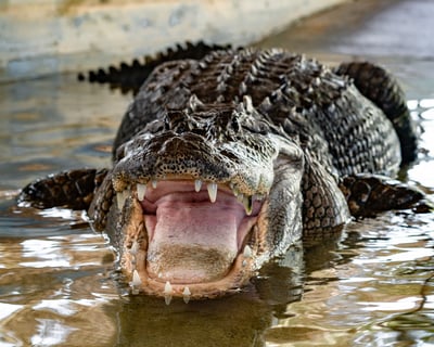 Animal Sanctuary & Alligator Park