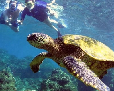Turtle Reef Guided Snorkel Tour at Olowalu Beach