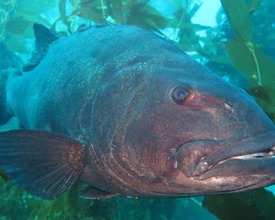 Dive Catalina Island Kelp Forest on a 2-Hour Guided Dive