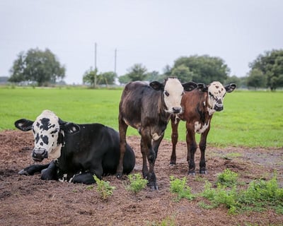 Myakka City Farm Walking Tour