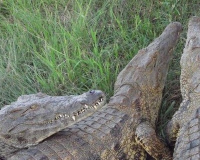 Big Croc Behind-the-Scenes Guided Tour