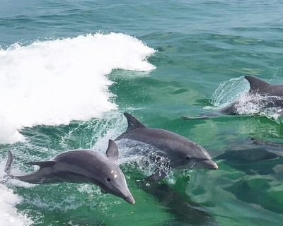 Dolphin Watch Cruise in Pensacola Beach