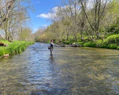 Guided Walk & Wade Fishing on West Branch Octoraro