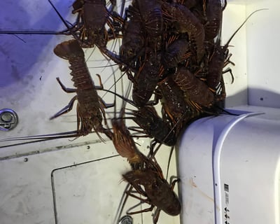 Lobster Fishing Charter in Avalon