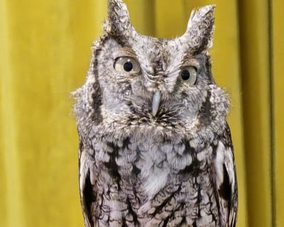 Wildlife Train Tour in Georgetown
