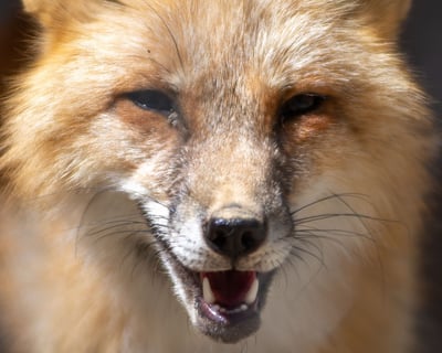 Fox Educational Experience in Santa Ysabel