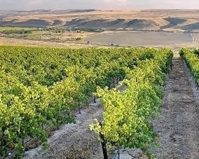 Snake River Valley 6.5-Hour Wine Tour