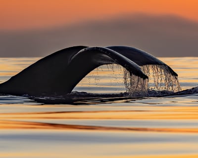 San Diego Sunset Charter