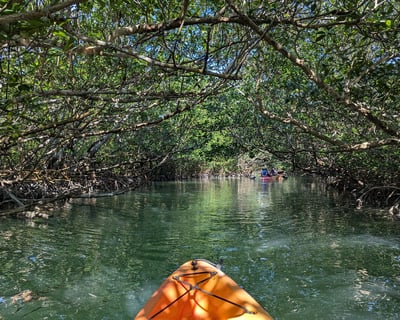 Tavernier Mangrove Kayak Tour with Manatees