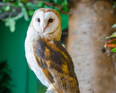 Cruise Charleston Harbor & Visit South Carolina Aquarium