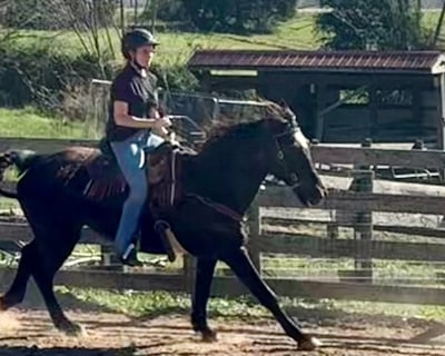 Western Riding Lesson in Fountain Run