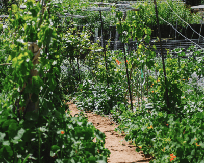 Farmline Farm-to-Table Experience in Napa or Sonoma