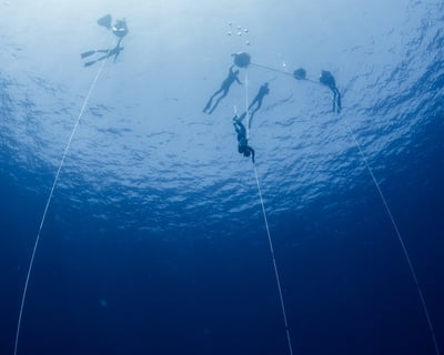 Kona Freediving Charter & Wildlife Safari