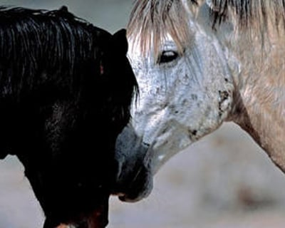 Private Horseback Riding Lesson in Chandler