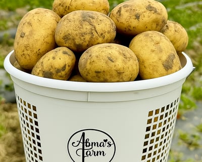 Dig Your Own Potatoes in Wyckoff