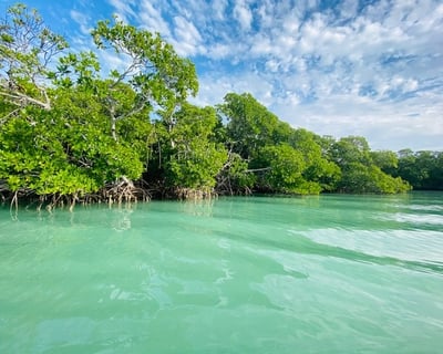 Paddle a Clear Tandem Kayak Mangrove Tour