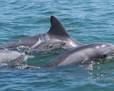 Private Back Bay and Ocean Cruise for Up to 12