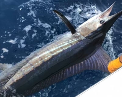 Striped Marlin Fishing Charter in Dana Point