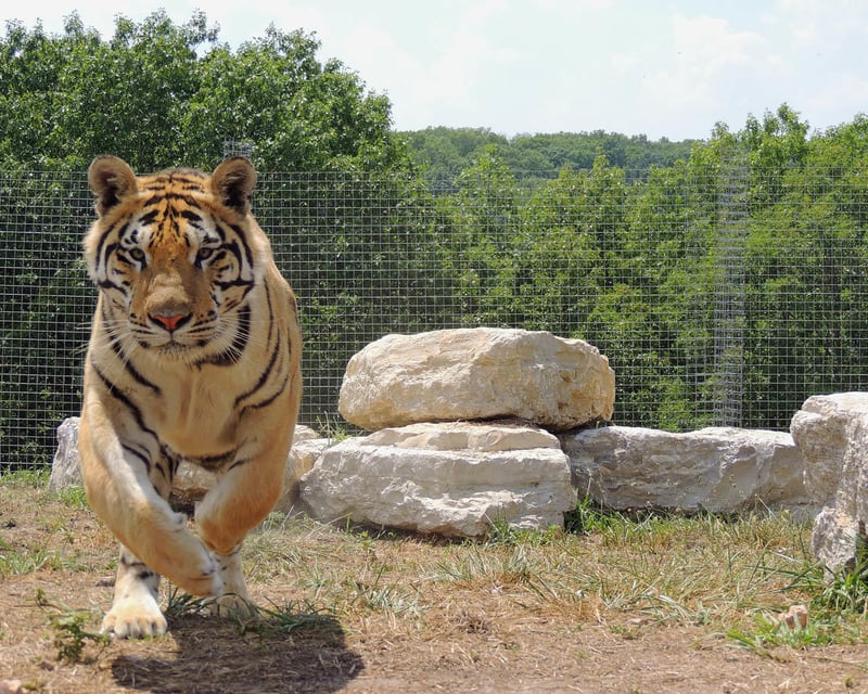 Big Cat Feeding Tour at National Tiger Sanctuary