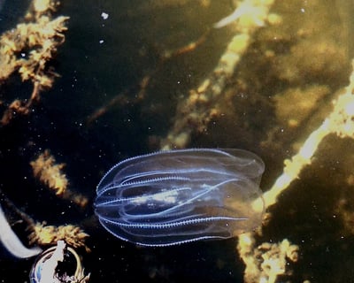 Bioluminescent Kayak Tour in Indian River Lagoon