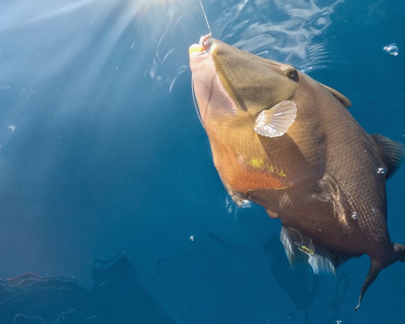 Private Custom Boat Charter in Haleiwa, Oahu