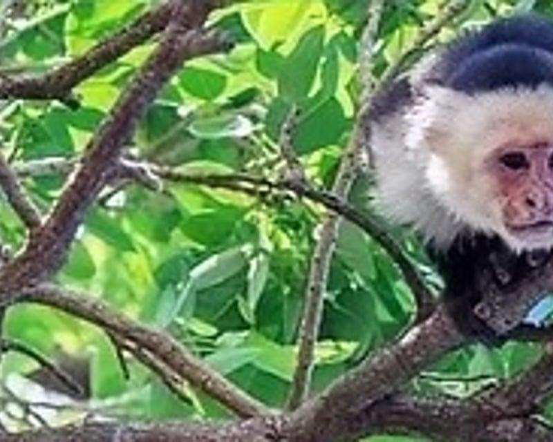 Wildlife Walking Tour in Manuel Antonio National Park