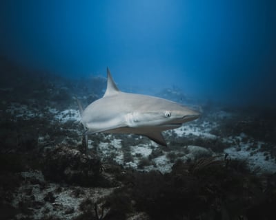 Shark Cage Diving Tour in Haleiwa