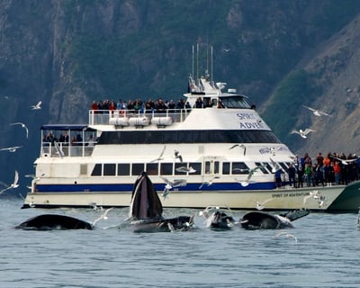 Kenai Fjords National Park 6-Hour Glacier Cruise