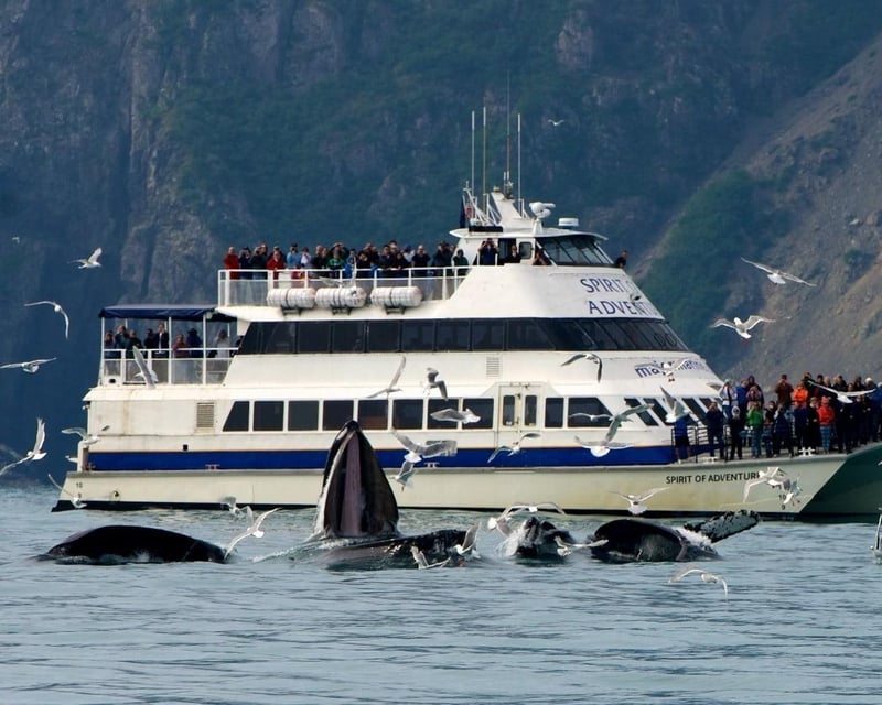 Kenai Fjords National Park 6-Hour Glacier Cruise
