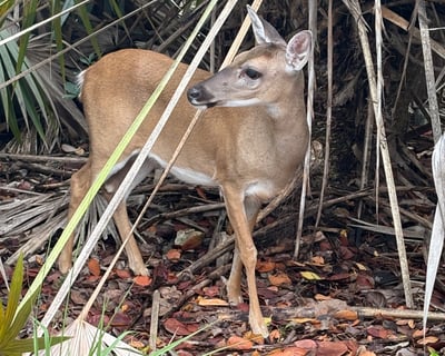 Lower Keys Guided Mangrove Paddle & Key Deer Tour