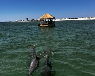 Panama City Beach 90-Minute Dolphin Tiki Cruise