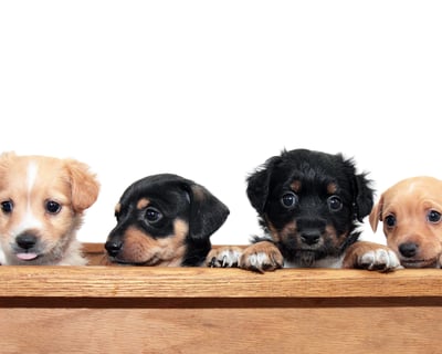 Private Puppy Yoga Class in South Barrington