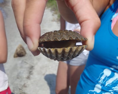 Kayak Tour with Wild Horses in Assateague