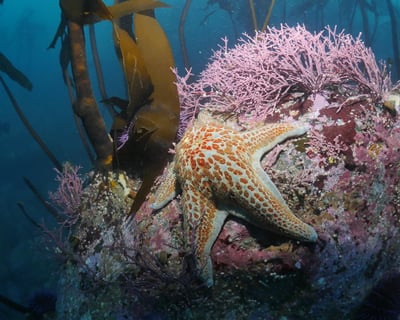 Coastal Kayaking & Snorkeling at Orford Heads